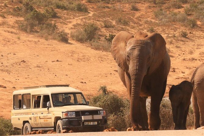 Addo Elephant National Park and Sunset River Cruise - FD04 - Authentic Encounters and Review Highlights