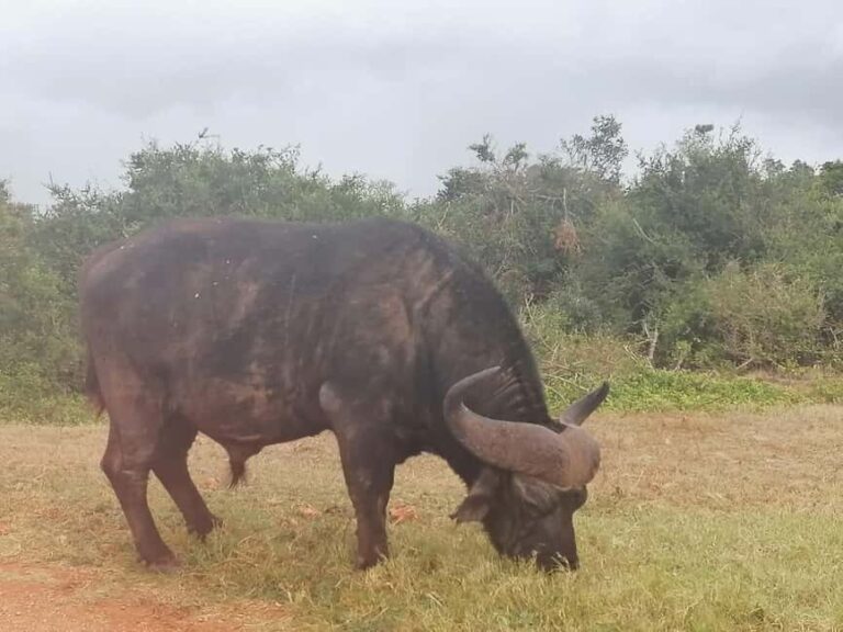 Addo Elephant National Park: Full-Day Safari with Lunch - What Do Reviews Say?