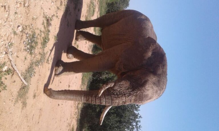 Addo Elephant National Park Game Drive Day Tour With Lunch - The Real Value of This Safari