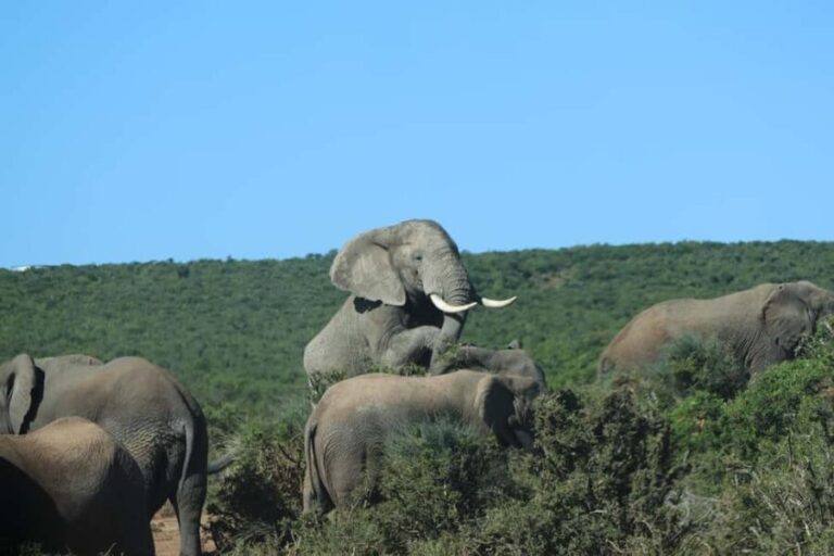 Addo Elephant National Park: Guided Safari Tour - What to Expect on Your Safari