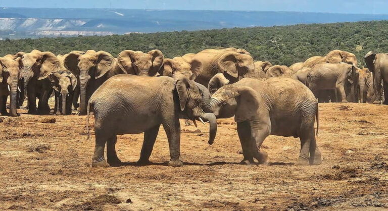 Addo Elephant National Park: Half Day Private Safari - The Sum Up