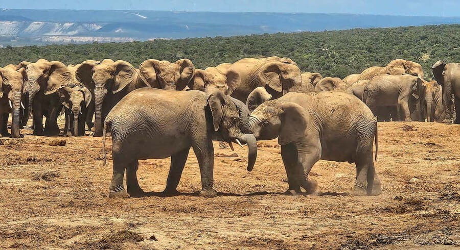 Addo Elephant National Park: Half Day Private Safari - The Sum Up