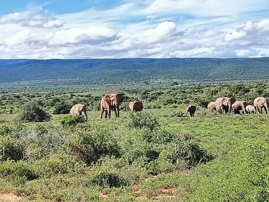 : Addo Elephant National Park Safari Half Day - An Honest Look at the Addo Elephant Safari Experience