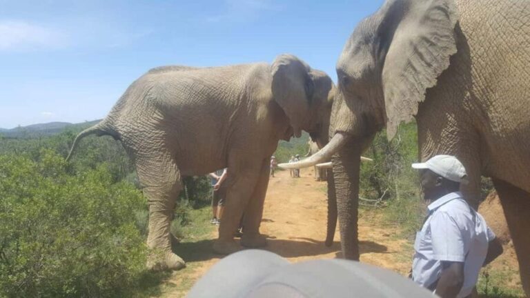 Addo Elephant National Park Tour - Why We Think It’s a Worthwhile Choice
