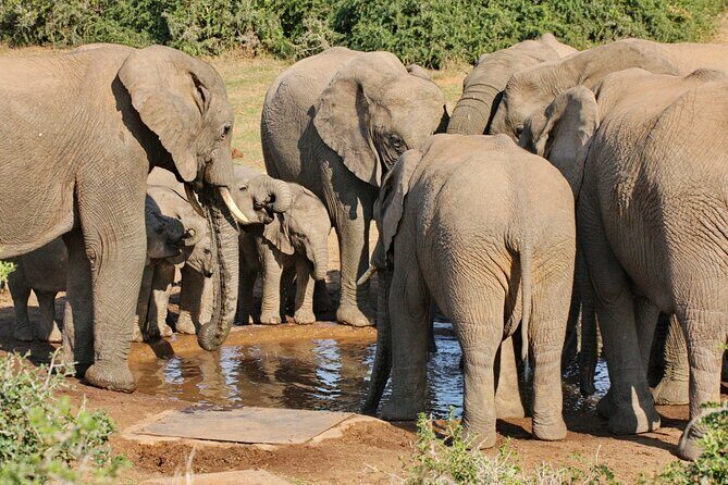 Addo Elephant National Park Tour - Full day of Wildlife Wonders - What Makes This Tour Special?
