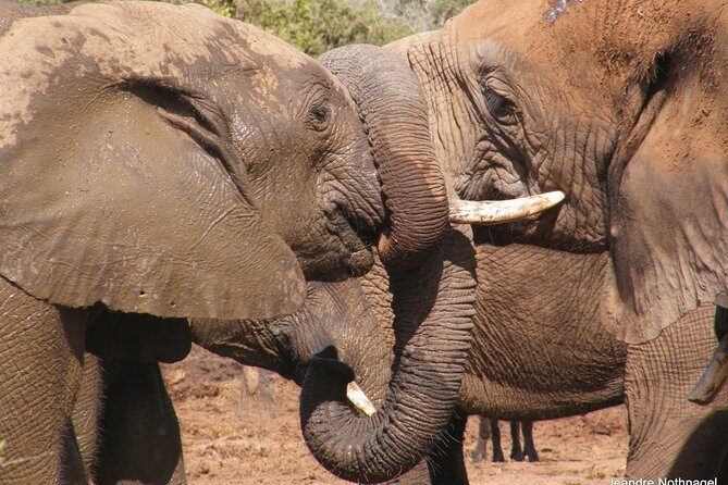Addo Elephant National Park Tours from Port Elizabeth - Food and Refreshments