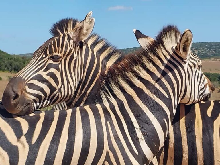 ADDO ELEPHANT PARK - Breaking Down the Itinerary