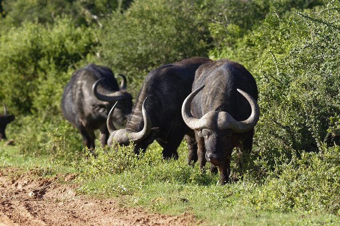 Addo Elephant Park All-Inclusive Day Safari from Port Elizabeth - Transportation and Logistics