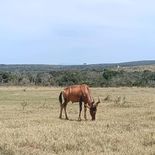 Addo Elephant Park and Kragga Kamma Game Park Combo - The Practical Side: What Makes This Tour Stand Out