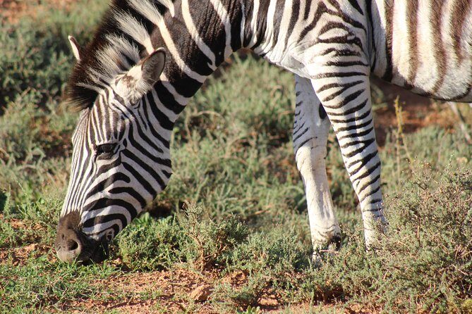 Addo Elephant Park multi-day Photo Safari - Authentic Experiences and Feedback