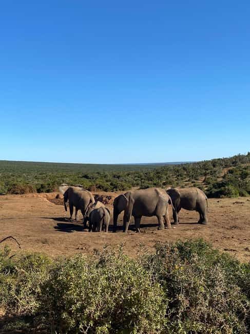 Addo: Elephant Walking Safari Experience - What You Can Expect During the Experience