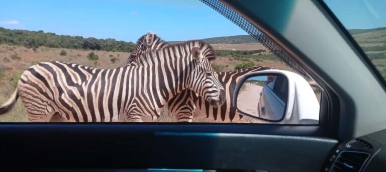 Addo: Game Drive in Addo Elephant National Park Private - Authentic Opinions from Travelers