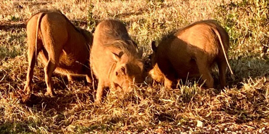 Addo National Park all-inclusive with Traditional BBQ Lunch