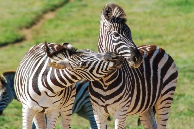 Addo Safari Full Day Tour - A Closer Look at the Full-Day Safari