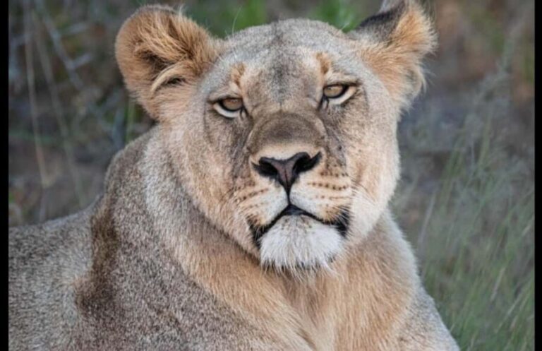 Addo Wildlife Reserve Sunset Safari +Bush Dinner :Gqeberha - Practical Details and What to Expect