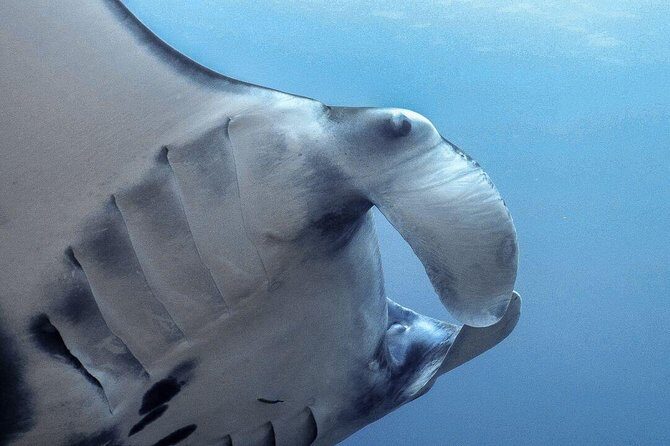 Advanced Open Water Course - Advanced Certification in Lembongan (next to Bali) - Authentic Experiences from Travelers