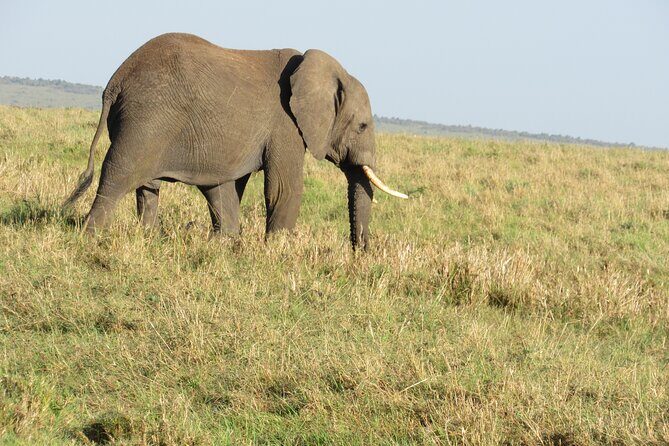 Adventure-fueled 3 Days Maasai Mara Safari - Who Will Love This Safari?