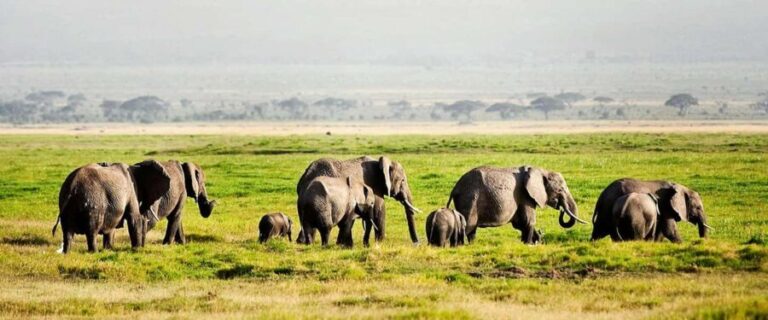 Adventurous Aberdare National Park 2-Day Safari - What’s Included and What’s Not