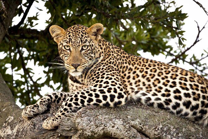 Affordable 3-Day Safari to Serengeti & Ngorongoro Crater - Authentic Encounters and Real-World Insights
