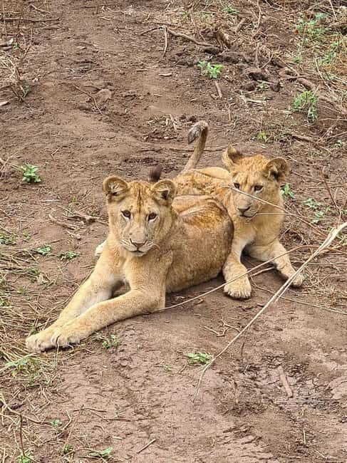 Affordable Northern Tanzania Safari Big Five - Exploring the Itinerary: A Day-by-Day Breakdown