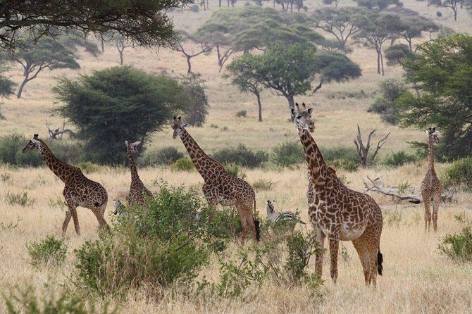 Affordable Short Tanzania Safari (2 Days Camping Safari) - Price and Value