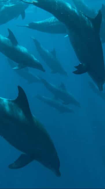 African Maldives: Mnemba, Sea Turtles & The Rock Restaurant - Who Should Consider This Tour?