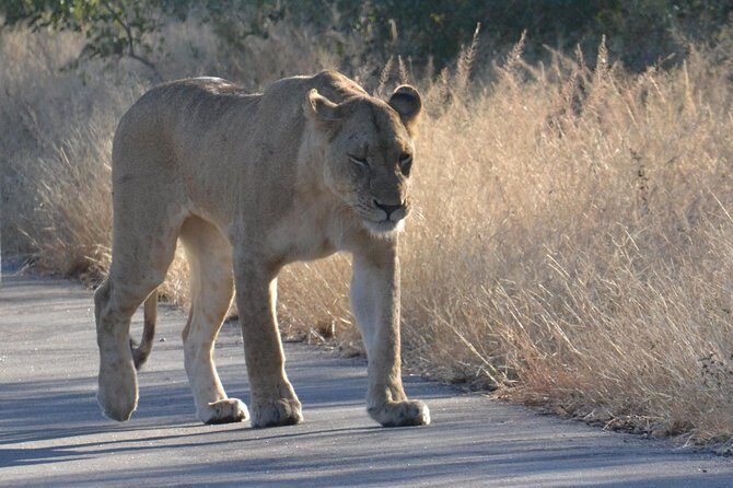 African Safari in Pilanesberg National Park - 1 day adventure - The Authentic Safari Experience