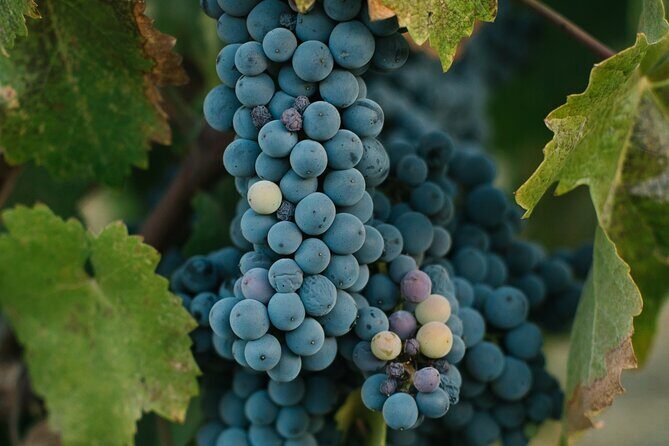 African Wine Cellar Tour with Lunch - What Makes This Tour Stand Out?