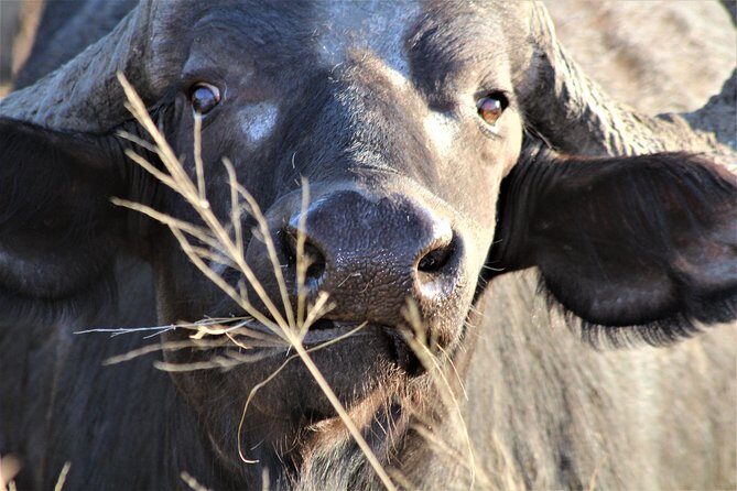 Afternoon Kruger National Park Safari - Why This Safari Offers Good Value