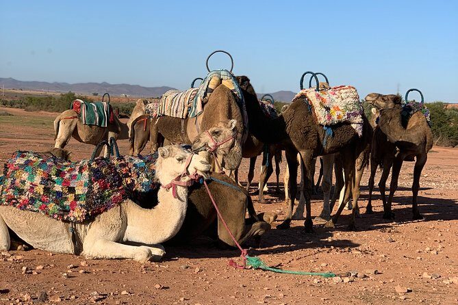 Agafay Desert Camel Ride - Half Day Trip - private tour - The Camel Ride Experience