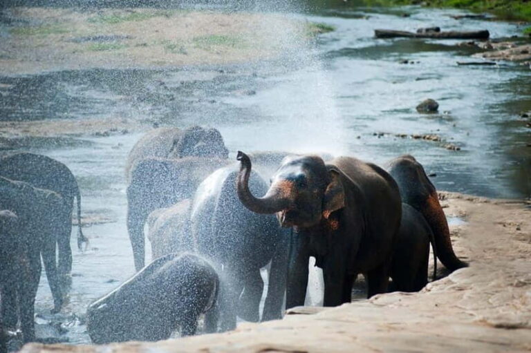 Agra: Taj Mahal Sunrise, Agra Fort & Elephant Center Tour - FAQ