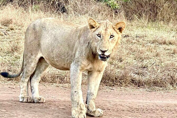 Akagera National Park 1 day Safari Experience - Analyzing the Itinerary: What to Expect at Each Stop