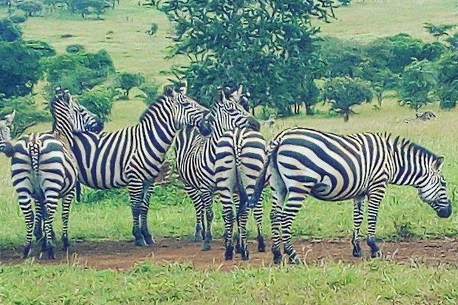 Akagera National Park Day Trip - The Overall Experience
