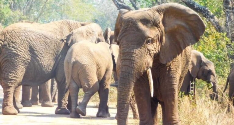 Akagera National Park: Game Drive with Optional Transfers - Beyond the Basics: What Makes It Stand Out?