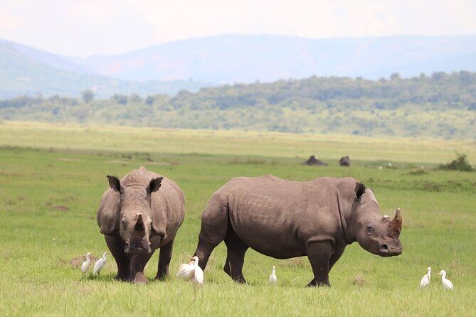 Akagera National Park Guided Day Pass - Best suited for