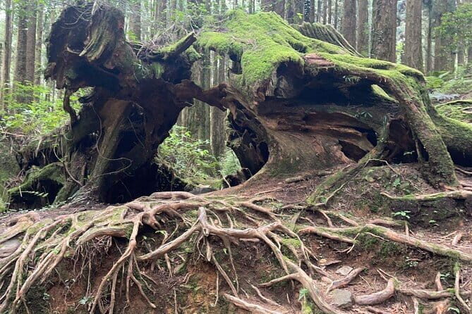 Alishan One Day Tour from Taichung - Who Should Book This Tour?