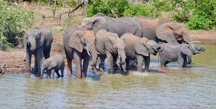 All incl. 4 Day Kruger South to Central from Johannesburg - The Sum Up