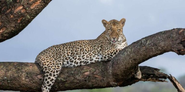 All Inclusive 3 Day Kruger Safari from Nelspruit - The Itinerary Breakdown