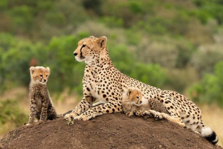 All-inclusive Big 5 Aquila Safari Game Drive Experience - The Value and Flexibility