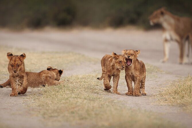 All inclusive BIG 5 Kruger 2 Day Safari from Johannesburg - The Gear and What to Wear