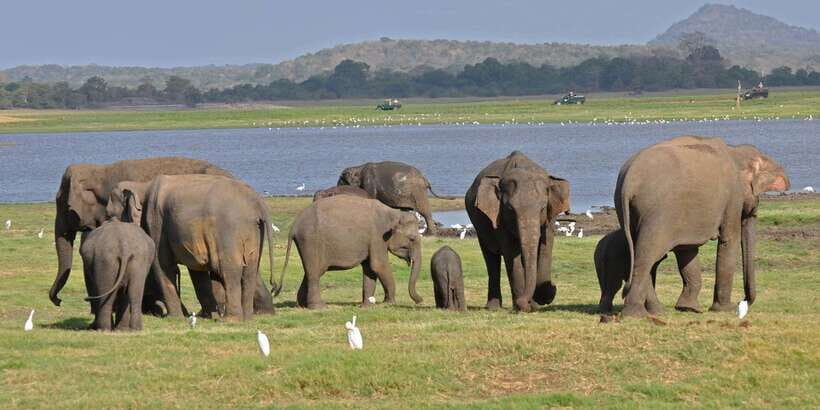All-Inclusive Minneriya National Park Afternoon Safari - Who Will Love This Safari?