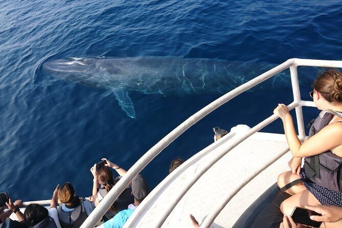 All Inclusive Mirissa Morning Whale Watching Boat Tour with Geeth - What’s Included and How It Adds to Your Experience