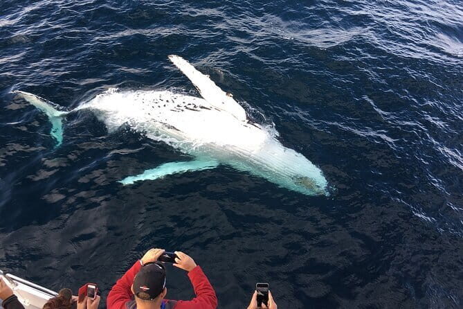 All Inclusive Mirissa Whale and Dolphin Watching Boat Ride - Why Choose This Tour?