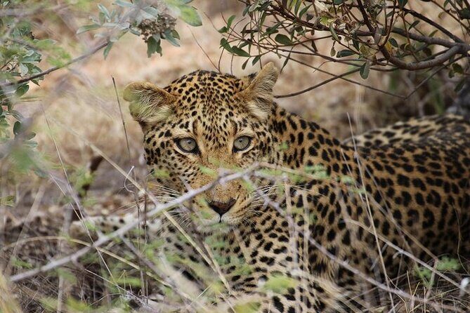 All Inclusive Private Full Day Safari in Yala National Park with Lunch - Transportation and Logistics: How It Works