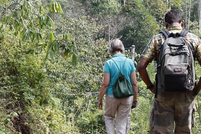All Inclusive - Private Overnight Rain forest adventure in Sinharaja - An In-Depth Look at the Sinharaja Rain Forest Tour