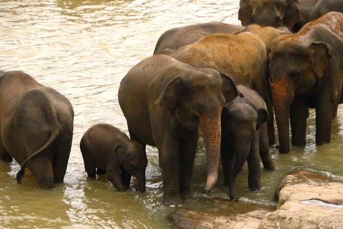 All inclusive Private safari at Wilpattu National park from Negombo - Practical Details and What They Mean for You