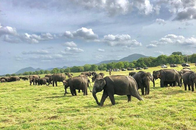 All Inclusive Private Safari in Minneriya National Park - Authentic Encounters and Practical Tips
