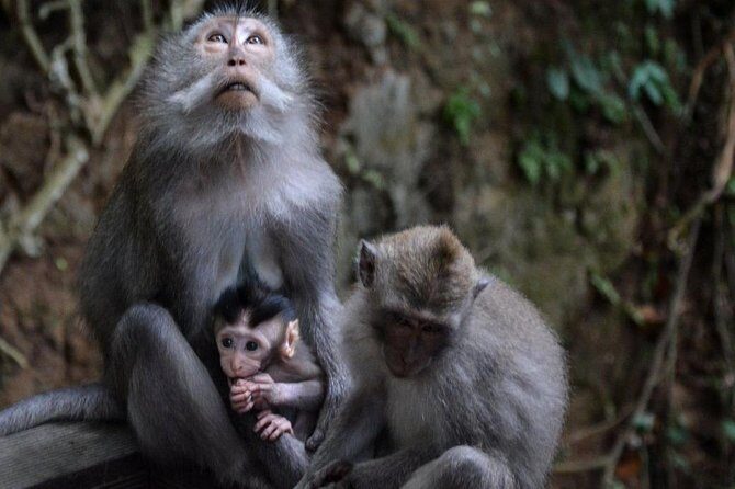 All-Inclusive Ubud Private Tour - Who Should Consider This Tour?