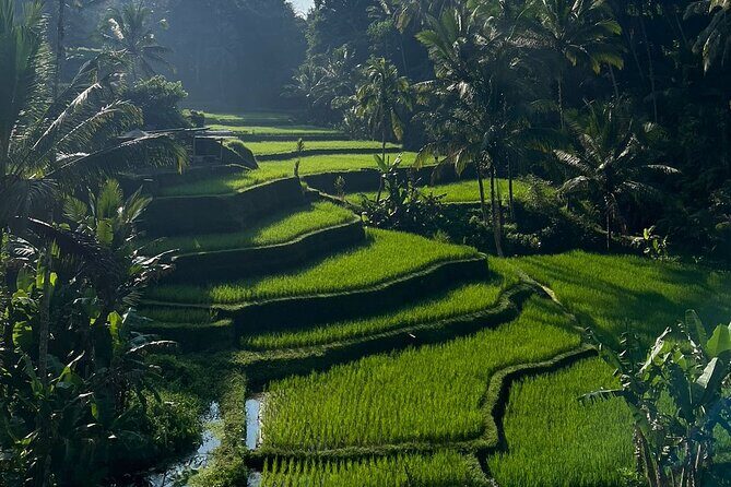 All Inclusive Ubud Tour - The Sacred Heart: Tirta Empul Temple
