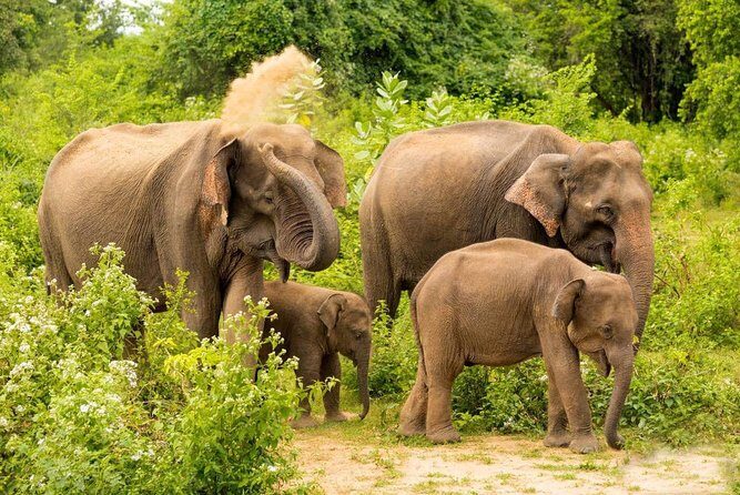 All Inclusive Udawalawa National Park Day Tour From Negombo - What to Expect on the Tour